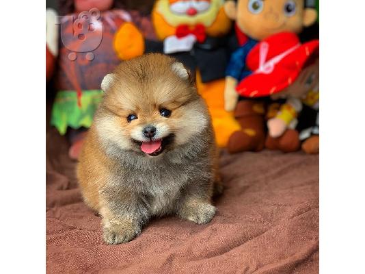 άνδρες και γυναίκες Pomeranian